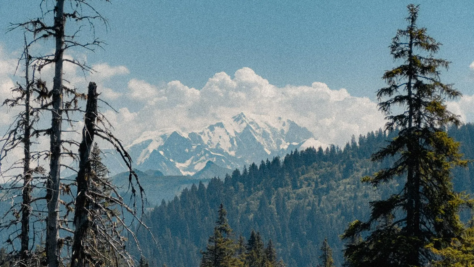 Épicéas aux Saisies, dans le Beaufortain, le massif du Mont-Blanc enneigé au fond