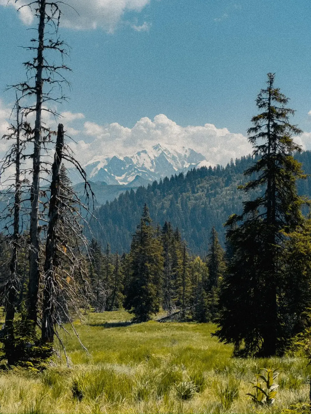 Tourbière et épicéas aux Saisies, le massif du Mont-Blanc enneigé au fond