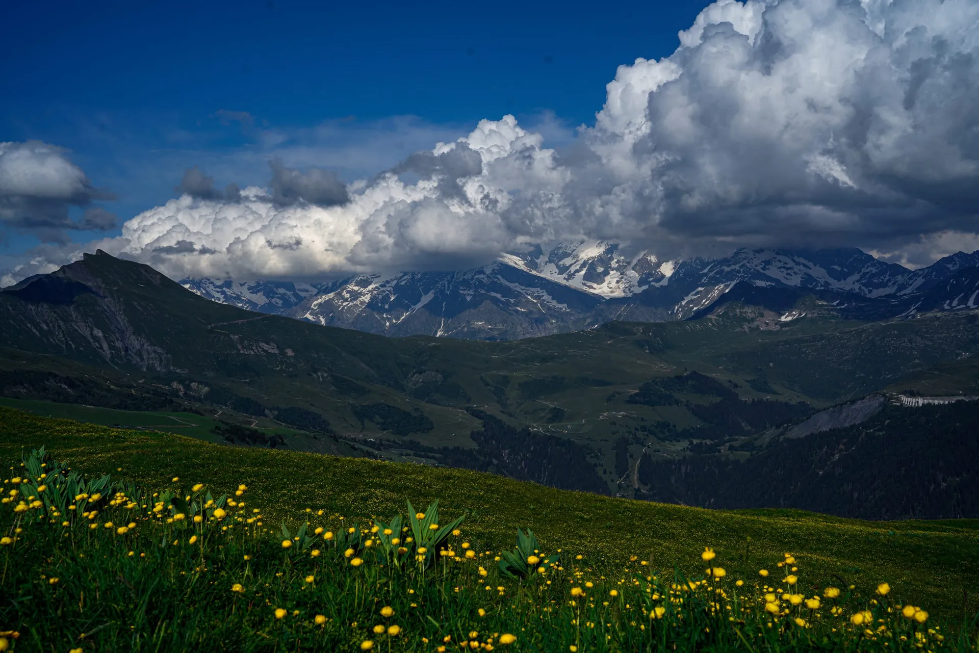 Alpage fleuri de pissenlits au premier plan, sommets enneigés du massif du Mont-Blanc sous les nuages, juin